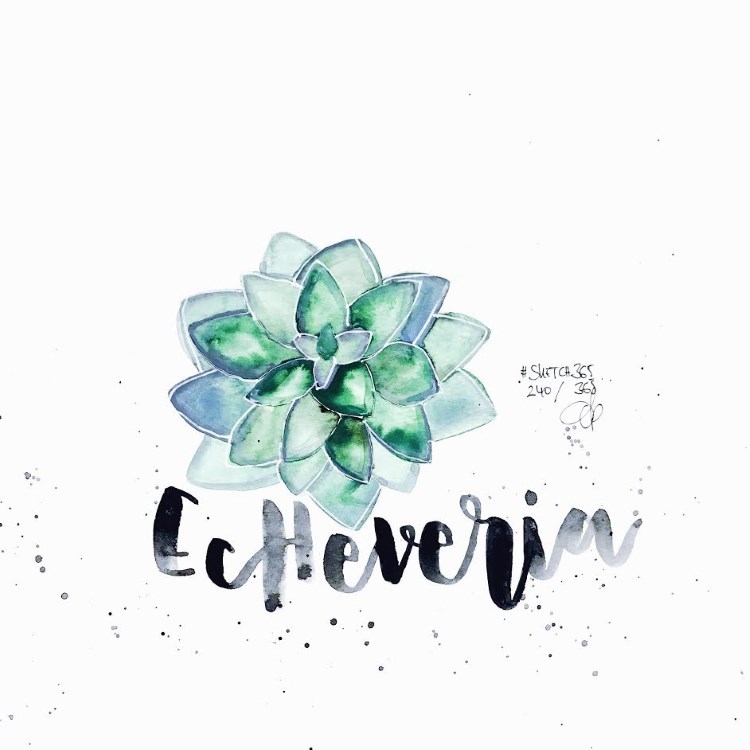 Echeveria - Handlettering mit Aquarell Blume